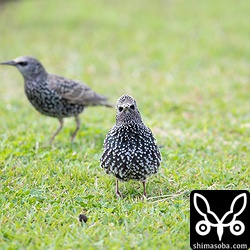 羽を膨らませたホシムクドリ。