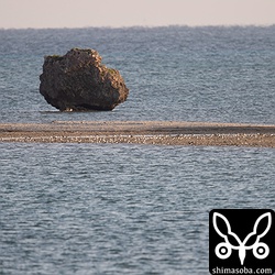 海中道路沖合の砂浜にメダイチドリの大群。一番密集しているところ。200以上いる。