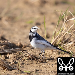 ハクセキレイ成鳥オス冬羽。
