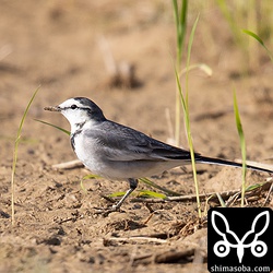 ハクセキレイ第1回冬羽。