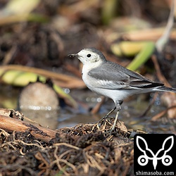 ホオジロハクセキレイ第1回冬羽。