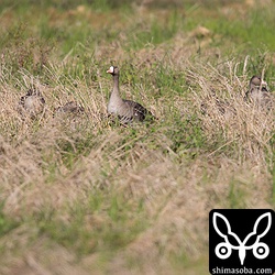 マガンは11羽。