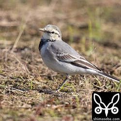タイワンハクセキレイ第1回冬羽。