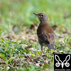 シロハラは、ニシオジロビタキのことが気に入らないようで追い払っていた。ジョウビタキとかウグイスにはちょっかい出さないのになぜかニシオジロビタキだけを攻撃。おかげでニシオジロビタキの写真がまともに撮れんかった…。^^;