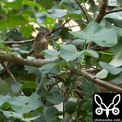 ジョウビタキのメスもいました。今季、3個体目です。
