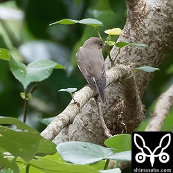 暫定ニシオジロビタキ。