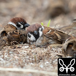 水浴び後の砂浴び。砂まみれにならないのか?