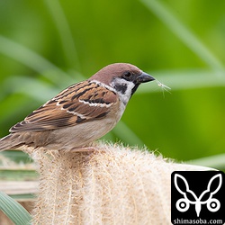 ススキの種子を食っていた。