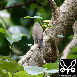 上尾筒や尾羽を見る限り確かにニシオジロビタキっぽい。