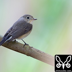 喉から横腹にかけてオレンジがかっているようにも見えるがニシオジロビタキ第1回冬羽では雌雄の識別はできないようです。