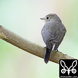 とても暗い環境で活動することが多く、写真はぶれちゃいます。^^;