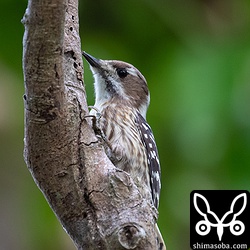コゲラはどこの個体も人懐っこい。