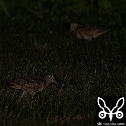 実際は、フラッシュを当ててもこれぐらい暗いです。上の写真は現像で2段ほど露出を上げています。