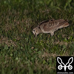 嘴をブスッと地中にさしています。ミミズなどを捕まえているのでしょう。