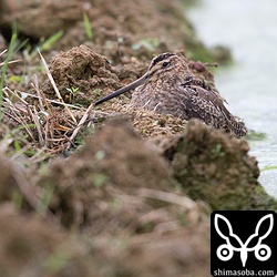 強風の中、寒そうなタシギ。