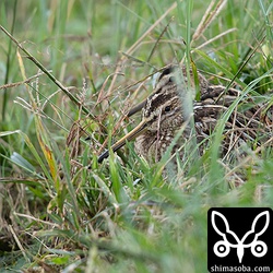 草むらにタシギ2羽。