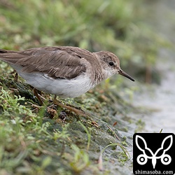 オジロトウネン冬羽。チリリと可愛らしい鳴き声だった。