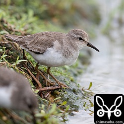 オジロトウネン冬羽。