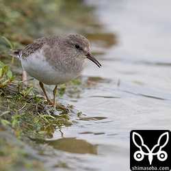 オジロトウネン。第1回冬羽?