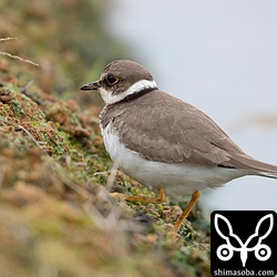 コチドリ冬羽。高速ステップで見事にエサを探し当てていた。