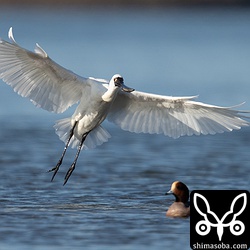 クロツラヘラサギ飛翔。クロツラヘラサギは沖縄では年中いますので見飽きていますが、沖縄の個体も和白干潟を経由してくるのでしょう。