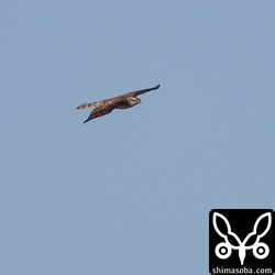 干潟の鳥を飛ばした張本人。