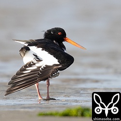 飛び立つ前の伸身運動。翼の模様を見せてくれました。