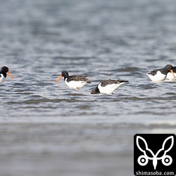 群れは干潟で餌探し。