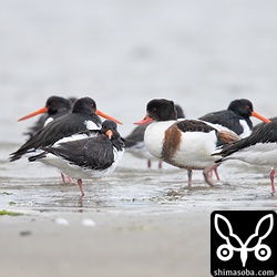 午前9時を過ぎたころから起きだしました。1羽変なのが混じっています。まぁ、カラーリングは近いので…。^^