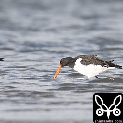 二枚貝らしきものをついばんで中身を器用に取り出すミヤコドリ。