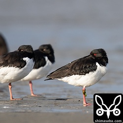 まだ寒いからか嘴を羽の間から出さない個体。