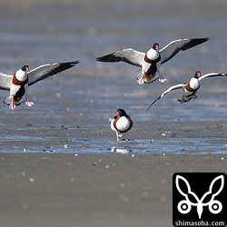 ツクシガモ飛翔。