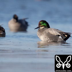 ヨシガモのオス。