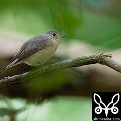 ぐぜるニシオジロビタキ。喉が膨らんでいます。