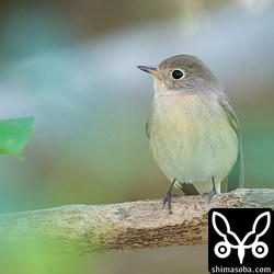 すぐ目の前の枝に止まってくれた森の妖精です。