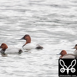 オオホシハジロ(左2番目)はホシハジロ(左)と見比べると大きさも結構違いますね。背中はホシハジロよりも明るい。