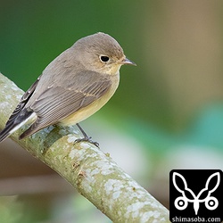 枝に止まっては地面を見つめ、小さな昆虫などを狙っていた。