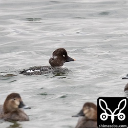 このホオジロガモは頭に白いものが混じっていますが、部分白化なのか?