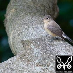 ひらけた場所に出て緊張した様子を見せていた。