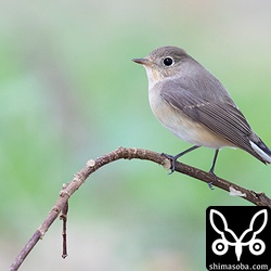 ニシオジロビタキは暗い環境が好きなようで、日の当たる場所には滅多に出てきません。
