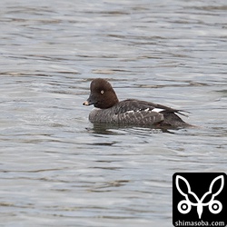 ホオジロガモのメス。