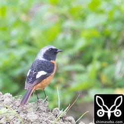 ジョウビタキ。オスは今季初。警戒心の強い個体だった。