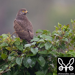 こちらは畑と畑の境界線の植え込みに止まる。