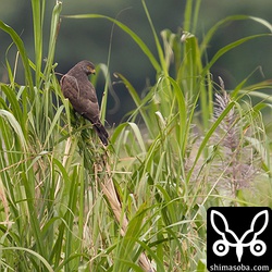 このサトウキビも止まり木に利用されることが多いのか、先端の葉が潰れていますね。