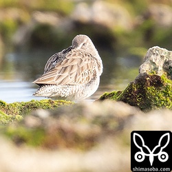 オオハシシギが起きたのは一瞬で、ほとんどこのような状態。