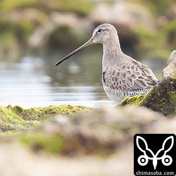 飛び立ってシャッフルされると再び探すのが大変。岩から半身が出ていました。