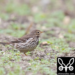 紛れもなくタヒバリです。