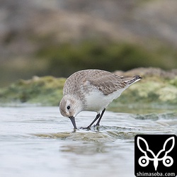 目の前までやってきたハマシギ。