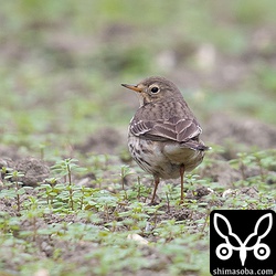 小さな空き地にポツンといたタヒバリ。単独で変なところにいるので一瞬ドキッとした。^^;