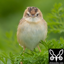 セッカも寒そうだ。